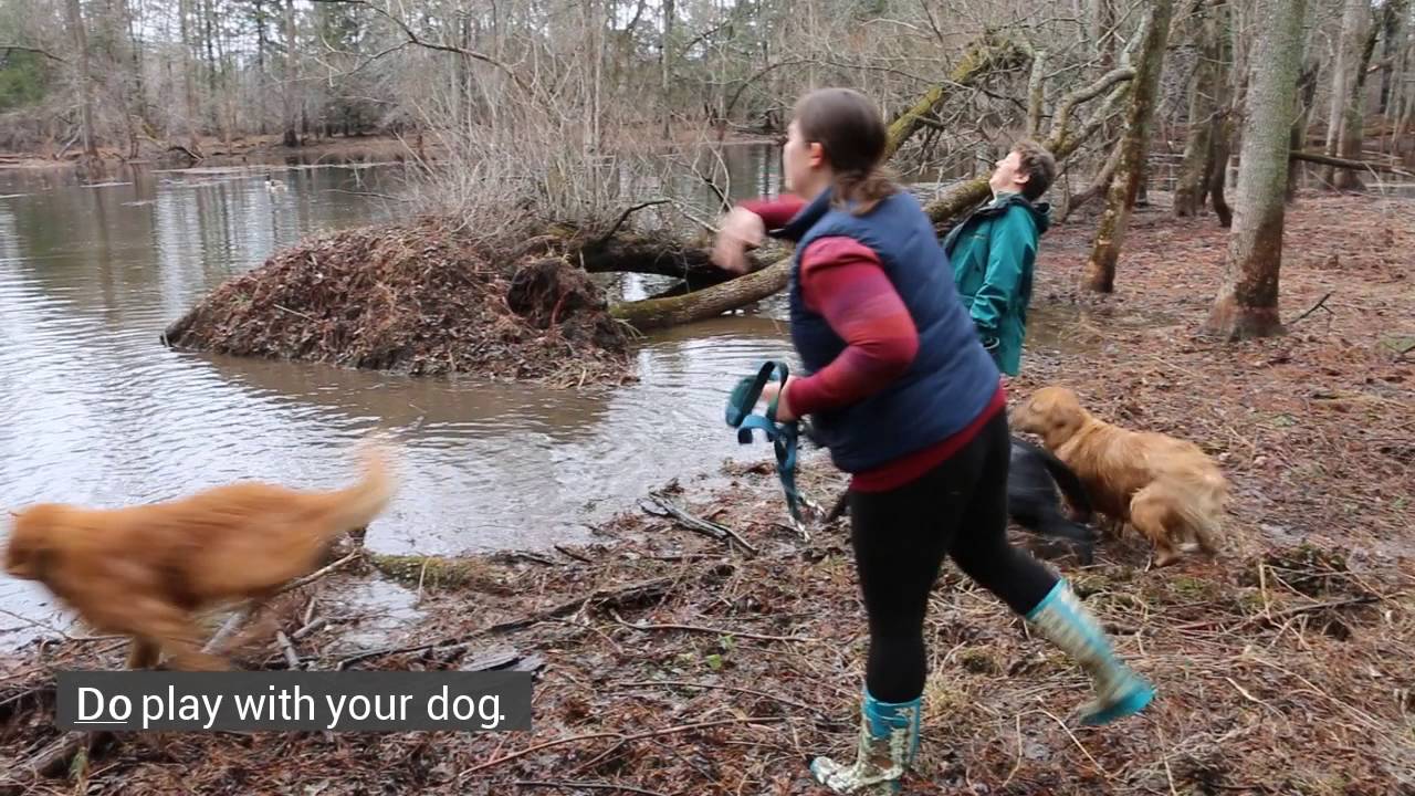 Dog Health and Safety in the Outdoors