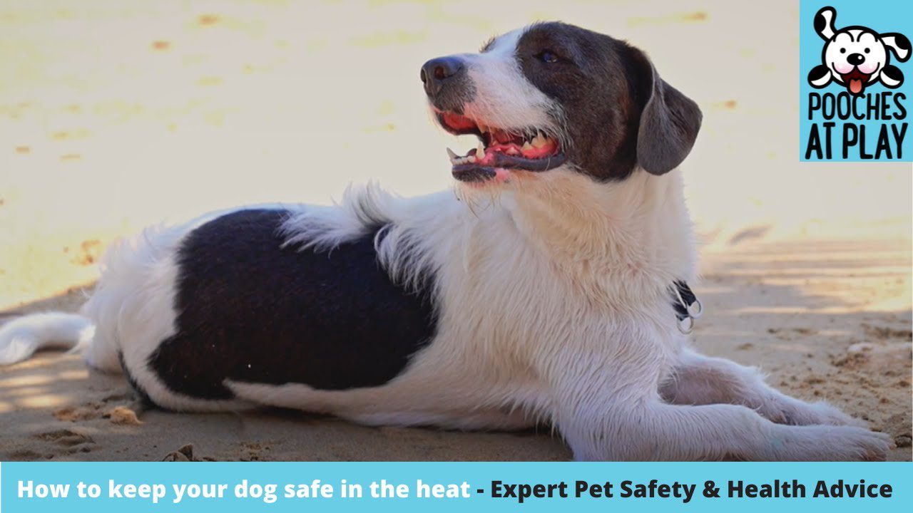 How to keep your dog safe in the heat – Expert Dog Health & Safety Advice | S5 Ep7 | Pooches at Play