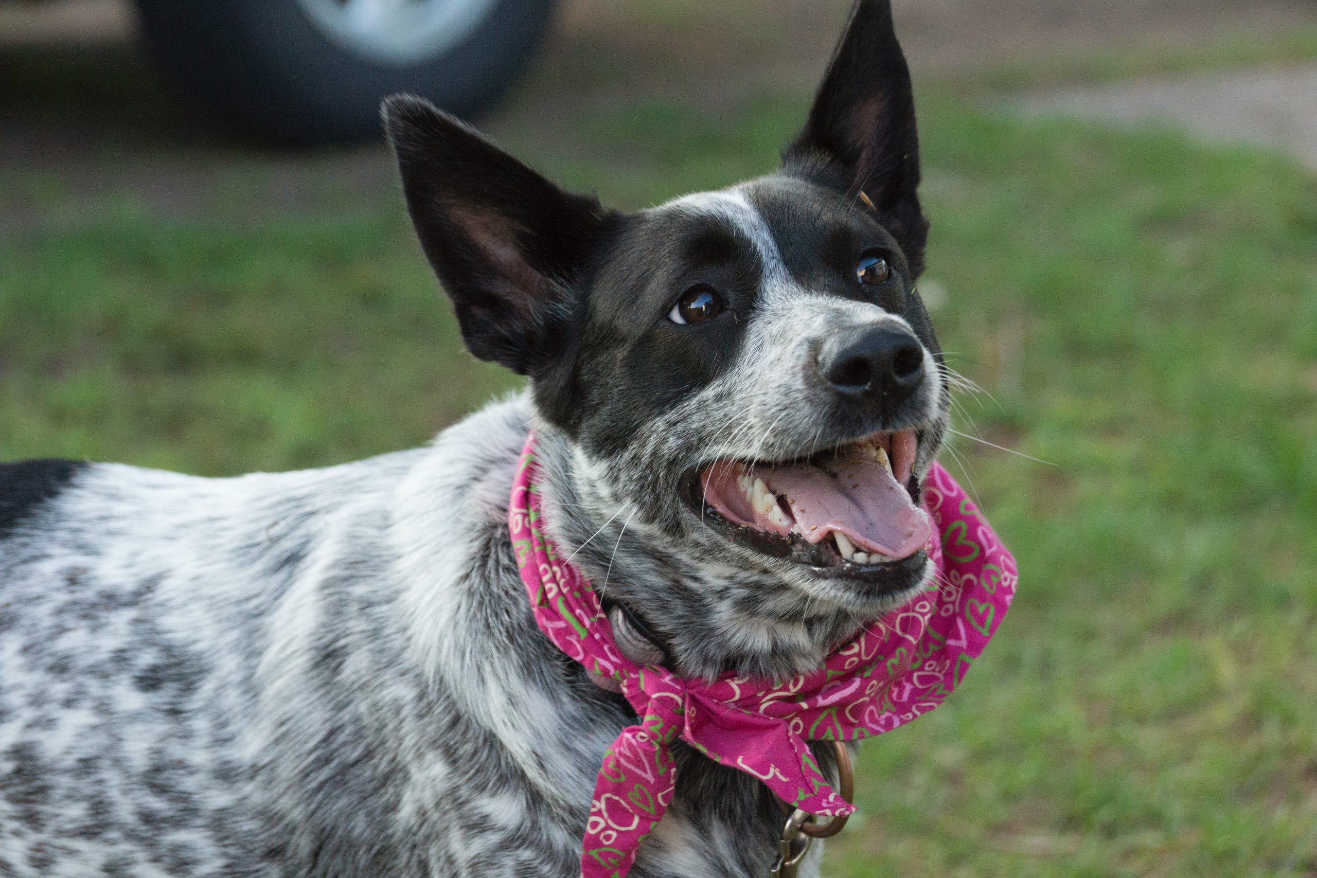Male & Female Australian Cattle Dog Weights & Heights by Age