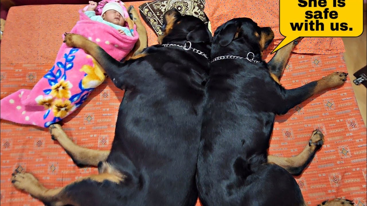 dogs taking care of new born baby | cute dogs | rottweiler | #funnyvideo #dog